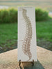 Gray's Anatomy - Spine