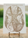 Gray's Anatomy - Brain