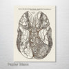 Gray's Anatomy - Brain
