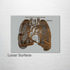 Gray's Anatomy - Lungs (Front View)