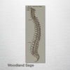Gray's Anatomy - Spine